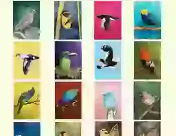 a collection of bird illustrations for Birbfest 2026 